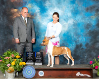 American Staffordshire Terrier #6 Sun WB Judge John Constantine Amodei