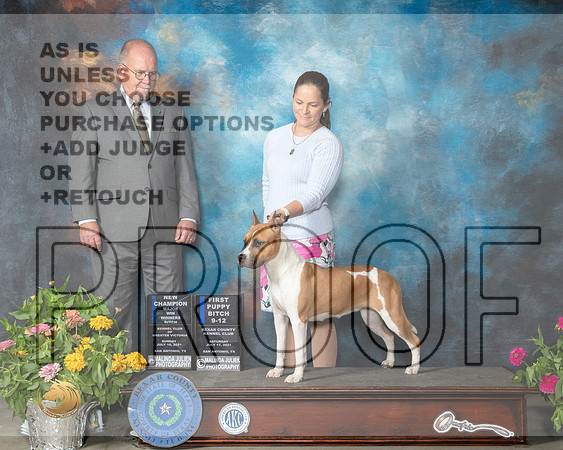 American Staffordshire Terrier #6 Sun WB Judge John Constantine Amodei_MMJ_2401_SanAnonio2021_HR3