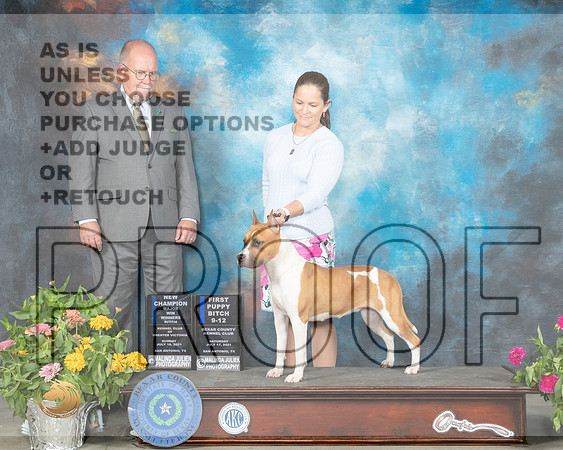 American Staffordshire Terrier #6 Sun WB Judge John Constantine Amodei_MMJ_2400_SanAnonio2021_HR3