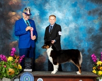 Australian Shepherd #J6 FRI Jr Judge Johnny Shoemaker