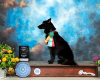 Belgian Sheepdog # Dock Diving