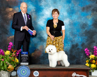 Bichon #11 Sun BOW Judge Robert Hutton