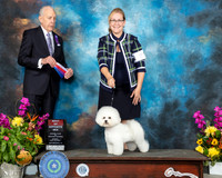 Bichon Frise #8 Sun BOS Judge Robert Hutton