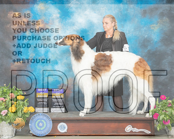 Borzoi #9 BOB Laurie_MMJ_2302_SanAnonio2021_HR3