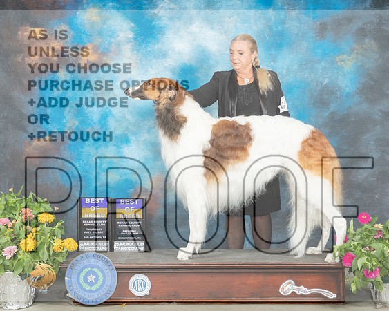 Borzoi #9 BOB Laurie_MMJ_2301_SanAnonio2021_HR3