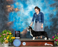 Cardigan Welsh Corgi #16 Sun BOS Judge Donna Buxton