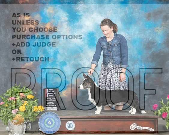 Cardigan Welsh Corgi #16 Sun BOS Judge Donna Buxton_MMJ_2385_SanAnonio2021_HR3