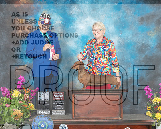 Dachshund Longahired #28 FRI SB Judge Johnny Shoemaker_MMJ_2451_SanAnonio2021_HR3