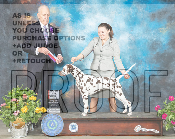 Dalmatian #16 Sun BOS Judge Robert Hutton_MMJ_2293_SanAnonio2021_HR3