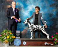 Dalmatian #19 Sun BOB Judge Robert Hutton