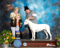 Dogo Argentino #6 Sun BOB Judge Judy Brown