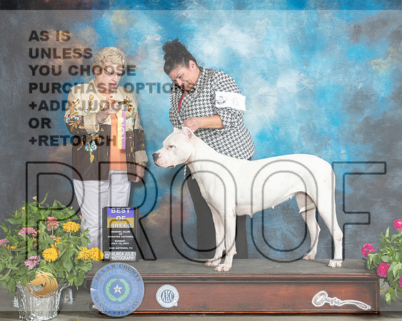 Dogo Argentino #6 Sun BOB Judge Judy Brown_MMJ_2267_SanAnonio2021_HR3