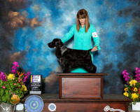 English Cocker Spaniel #11 Sun BOB Judge Judy Brown