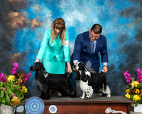 English Cocker Spaniel #14 & 11