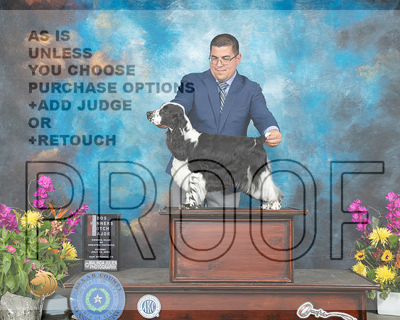 English Cocker Spaniel #14 Sun WB Judge Judy Brown_MMJ_2485_SanAnonio2021_HR3