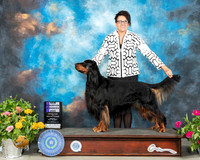 Gordon Setter #7 FRI WD Judge Lori Nelson