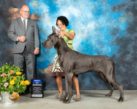 Great Dane #7 Sat BOW Judge John Constantine Amodei