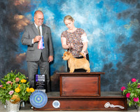 Norwich Terrier #6 Sun WB Judge John Constantine Amodei
