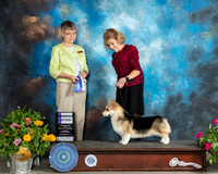 Pembroke Welsh Corgi #22 Sun WB Judge Donna Buxton