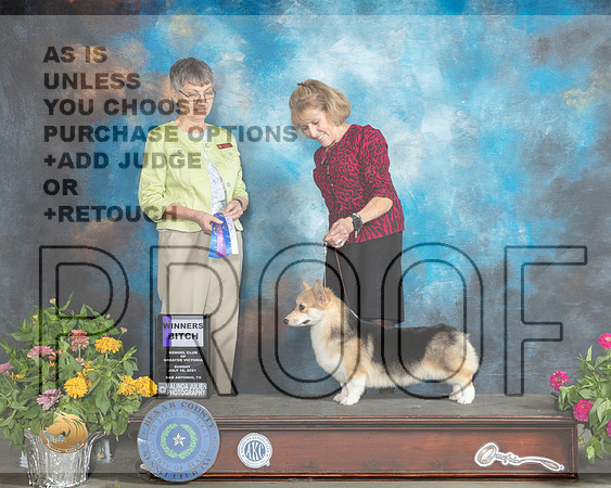 Pembroke Welsh Corgi #22 Sun WB Judge Donna Buxton_MMJ_2277_SanAnonio2021_HR3