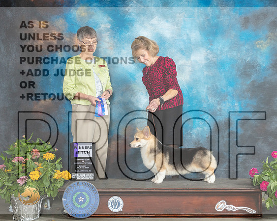 Pembroke Welsh Corgi #22 Sun WB Judge Donna Buxton_MMJ_2278_SanAnonio2021_HR3