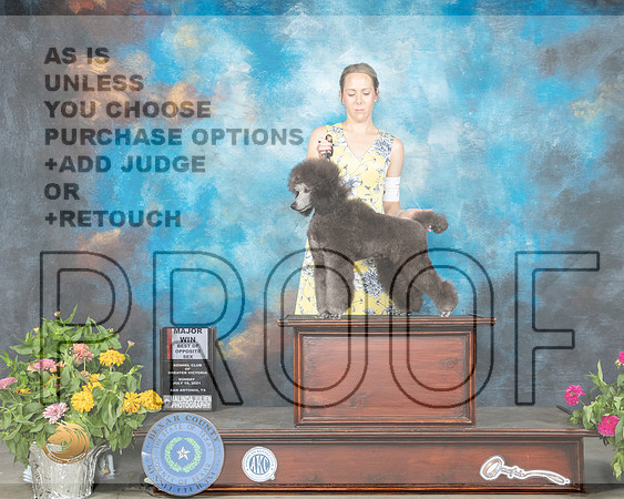 Poodle Miniature #7 Sun BOS Judge Johnny Shoemaker_MMJ_2372_SanAnonio2021_HR3