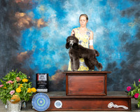 Poodle Miniature #7 Sun BOS Judge Johnny Shoemaker