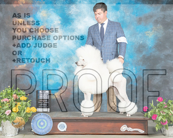Poodle Std #14 Sun BOV Judge Robert Hutton_MMJ_2341_SanAnonio2021_HR3