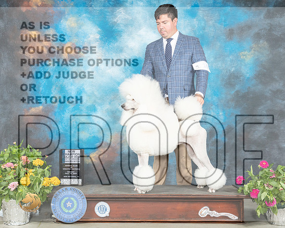 Poodle Std #14 Sun BOV Judge Robert Hutton_MMJ_2338_SanAnonio2021_HR3