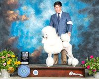 Poodle Std #14 Sun BOV Judge Robert Hutton