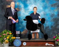 Poodle Std #17 Sun BOS Judge Robert Hutton