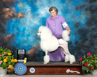 Poodle Std #20 Sun OB3 Judge Robert Hutton