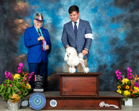 Poodle Toy #12 Sun BOWBOS Judge Johnny Shoemaker
