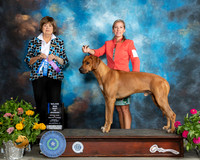 Rhodesian Ridgeback #32 Sun BOW Judge Linn Brown