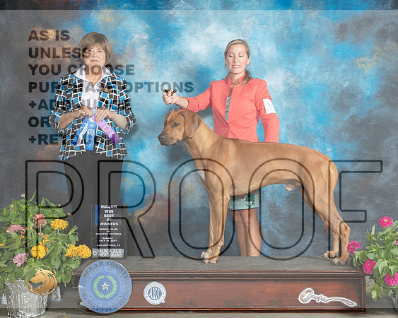 Rhodesian Ridgeback #32 Sun BOW Judge Linn Brown_MMJ_2274_SanAnonio2021_HR3