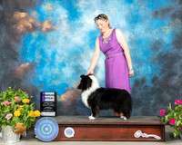 Shetland Sheepdog #24 Sun WB Judge Donna Buxton