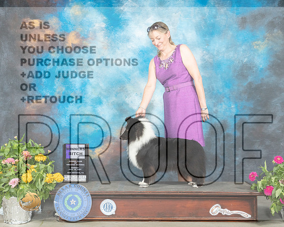 Shetland Sheepdog #24 Sun WB Judge Donna Buxton_MMJ_2330_SanAnonio2021_HR3