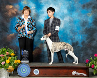 Whippet #17 Sun BOW Judge Linn Brown