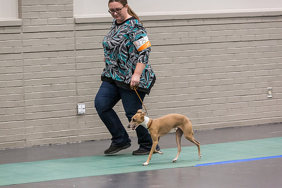 Italian Greyhound Sat Ring_JJL_0743_UKCLNGVIEWOCT2024_2024_HR3