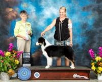 Australian Shepherd #20 Sun SB Judge Donna Buxton
