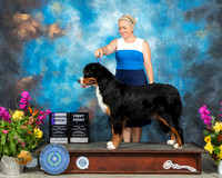 Bernese Mountain Dog #6 Sun WB