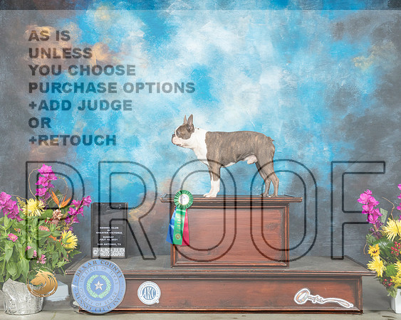 Boston Terrier # NADD_MMJ_2528_SanAnonio2021_HR3