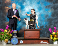 Boston Terrier #19 Sun BOB Judge Robert Hutton