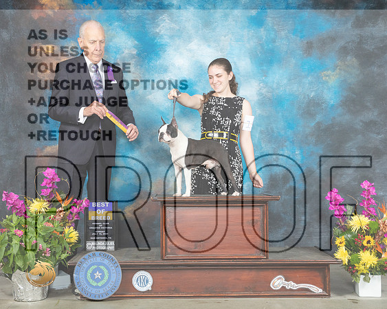 Boston Terrier #19 Sun BOB Judge Robert Hutton_MMJ_2597_SanAnonio2021_HR3