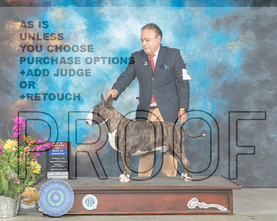 Bull Terrier Colored #9 Sun BOS Judge John Constantine Amodei_MMJ_2643_SanAnonio2021_HR3