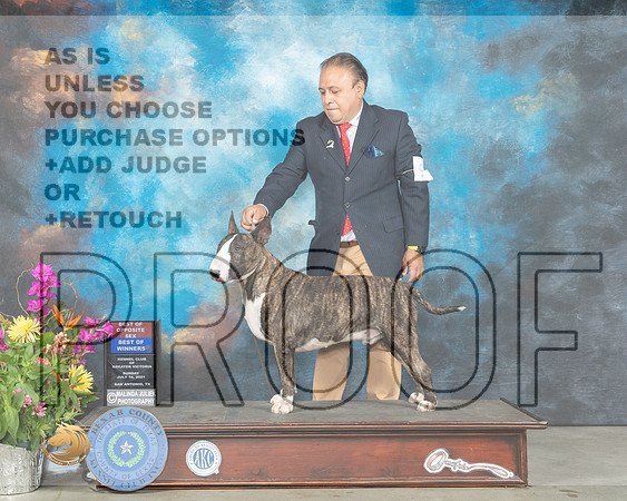 Bull Terrier Colored #9 Sun BOS Judge John Constantine Amodei_MMJ_2644_SanAnonio2021_HR3