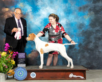 English Pointer #J500 Sun RBJr Judge John Wade