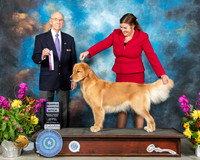 Golden Retriever #36 Sun RWB Judge Kenneth Buxton