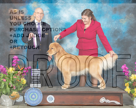 Golden Retriever #36 Sun RWB Judge Kenneth Buxton_MMJ_2539_SanAnonio2021_HR3