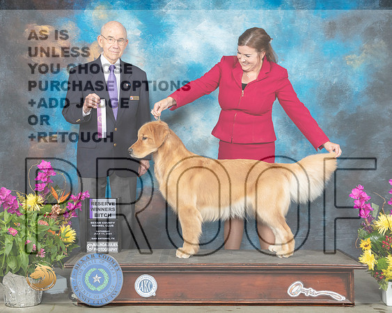 Golden Retriever #36 Sun RWB Judge Kenneth Buxton_MMJ_2542_SanAnonio2021_HR3